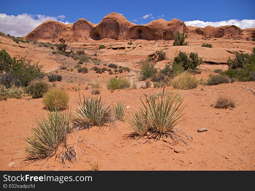 Desert vegetation, Corona Arch Trail, Moab, just outside Arches National Park