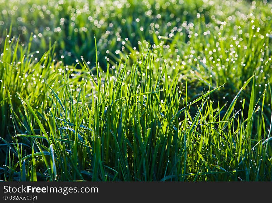 Grass in the morning with dew