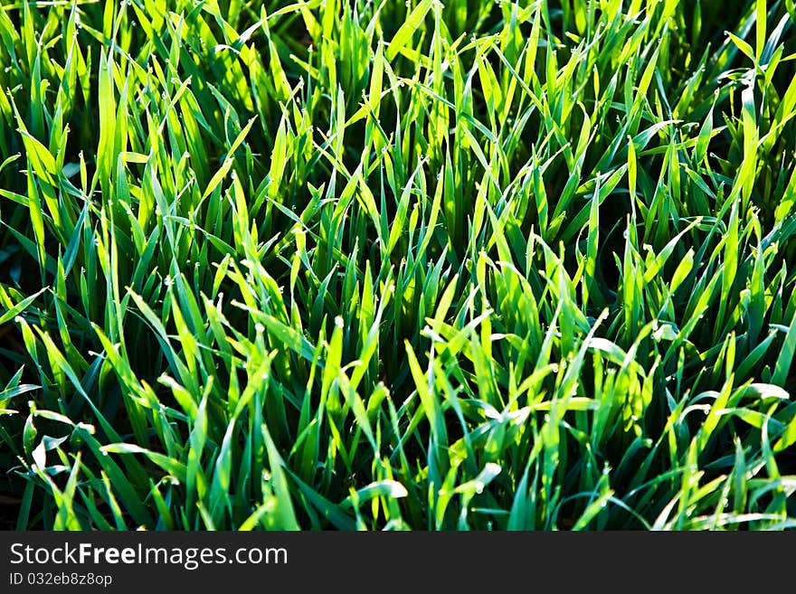 Grass in the morning with dew