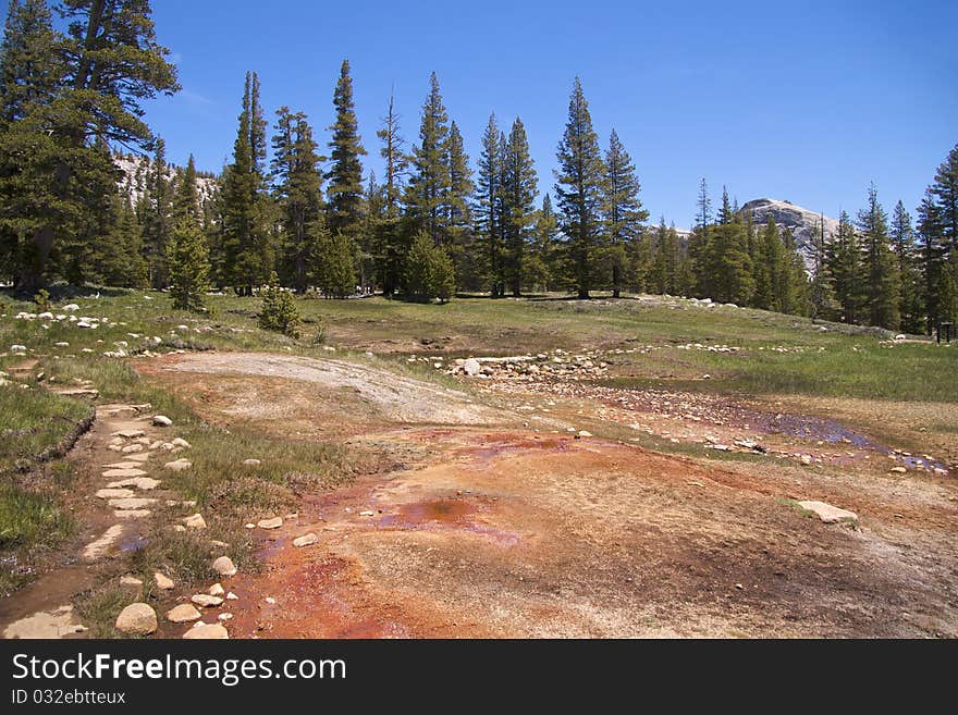 Pine trees at Soda Springs, where naturally carbonated cold water bubbles out of the ground, Yosemite National Park, CA. Pine trees at Soda Springs, where naturally carbonated cold water bubbles out of the ground, Yosemite National Park, CA