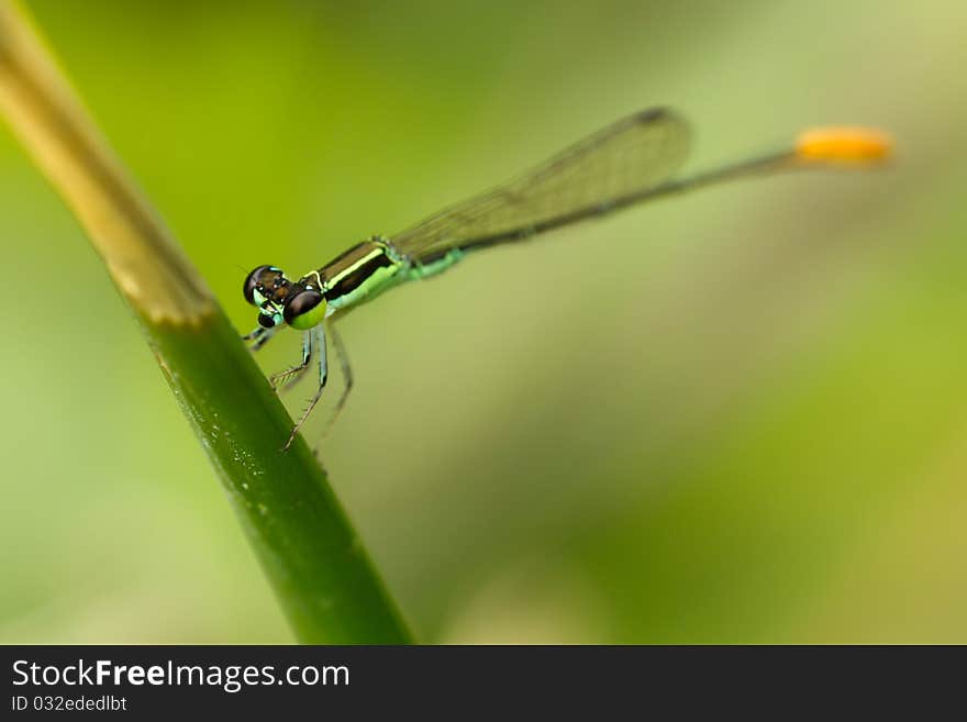 Damselfly resting on green plant stalk