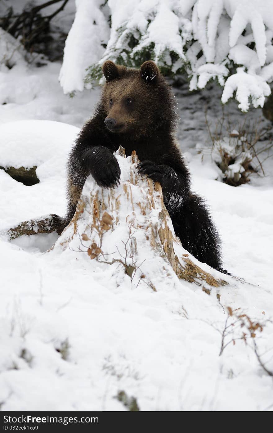 Little Brown Bear in Winter Landscape