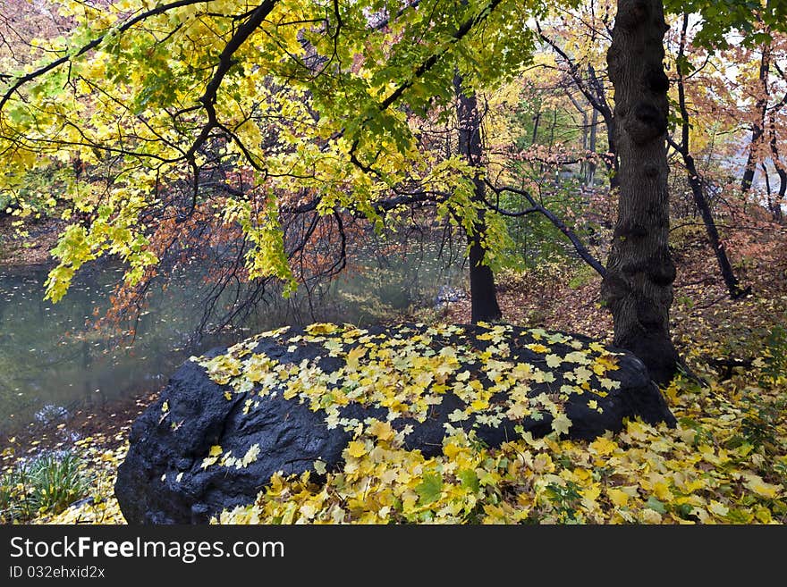 View into the forest of Central Park