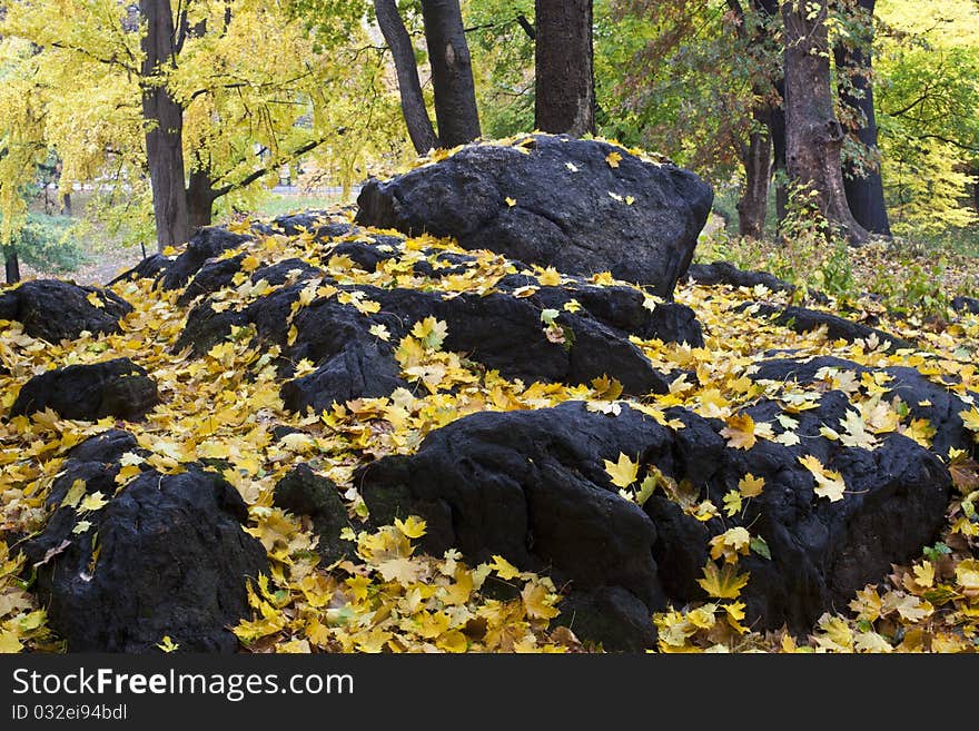 Autumn leaves