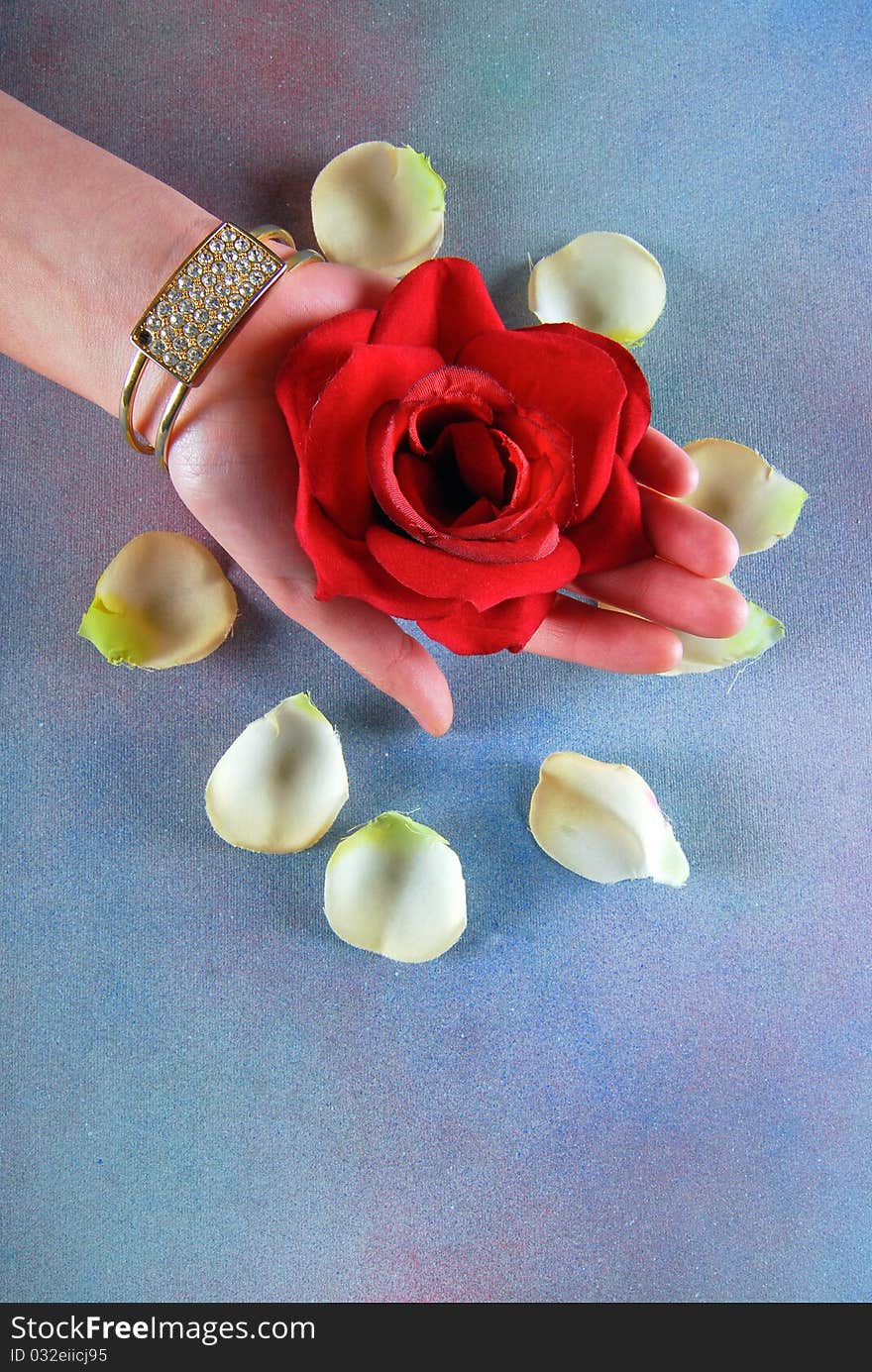 Spa concept with hand of a woman holding red rose with white petals around. Spa concept with hand of a woman holding red rose with white petals around.