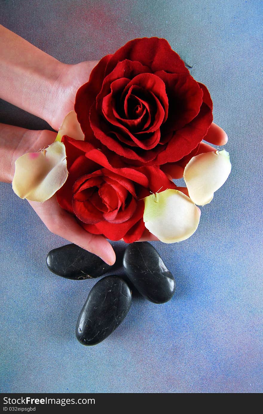 Spa concept with hands of a woman holding red rose with white petals around and spa stones. Spa concept with hands of a woman holding red rose with white petals around and spa stones.