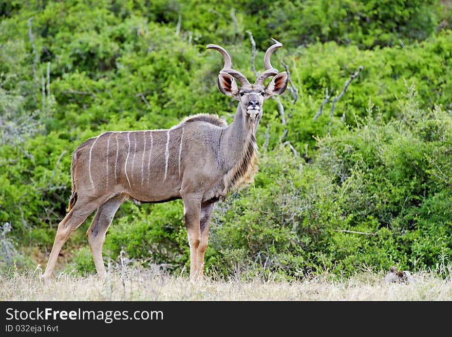 A magnificent Kudu Bull is wary of the photographer. A magnificent Kudu Bull is wary of the photographer