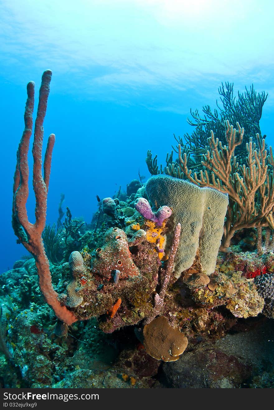 Coral gardens off the coast of Roatan Honduras