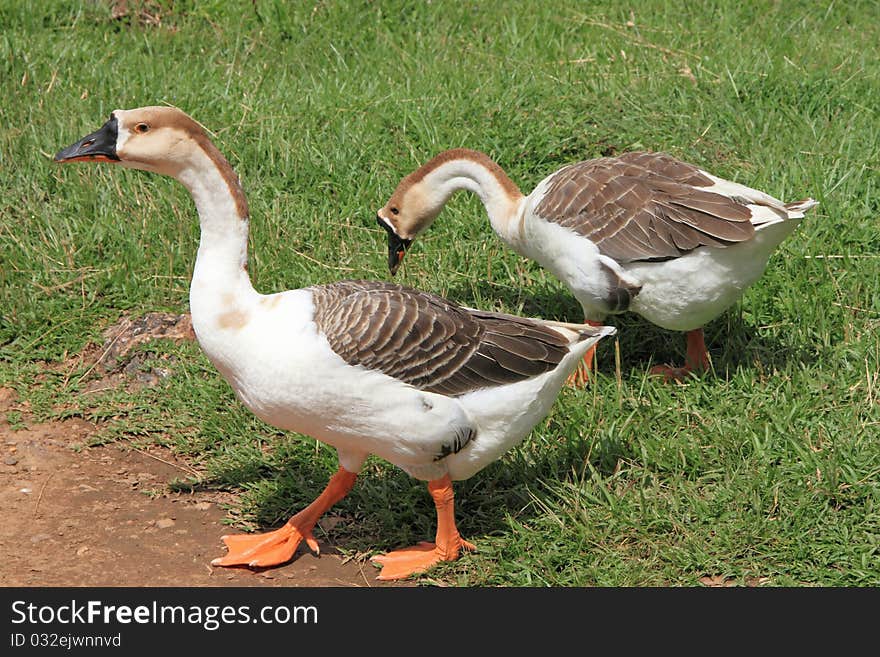 Cambodian Ansers are from geese and duck family