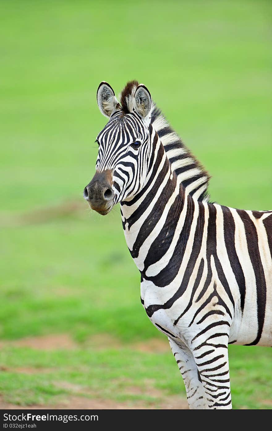 A zebra stallionis fully alert. A zebra stallionis fully alert