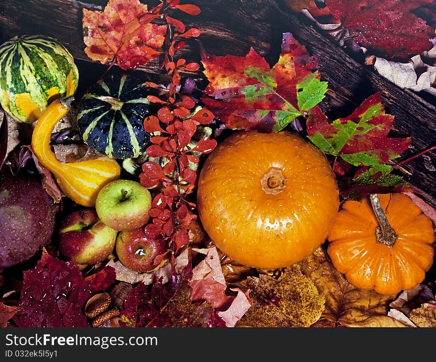 American still life of autumn with pumpkins. American still life of autumn with pumpkins