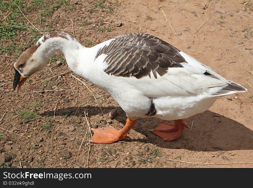 Cambodian Ansers are from geese and duck family