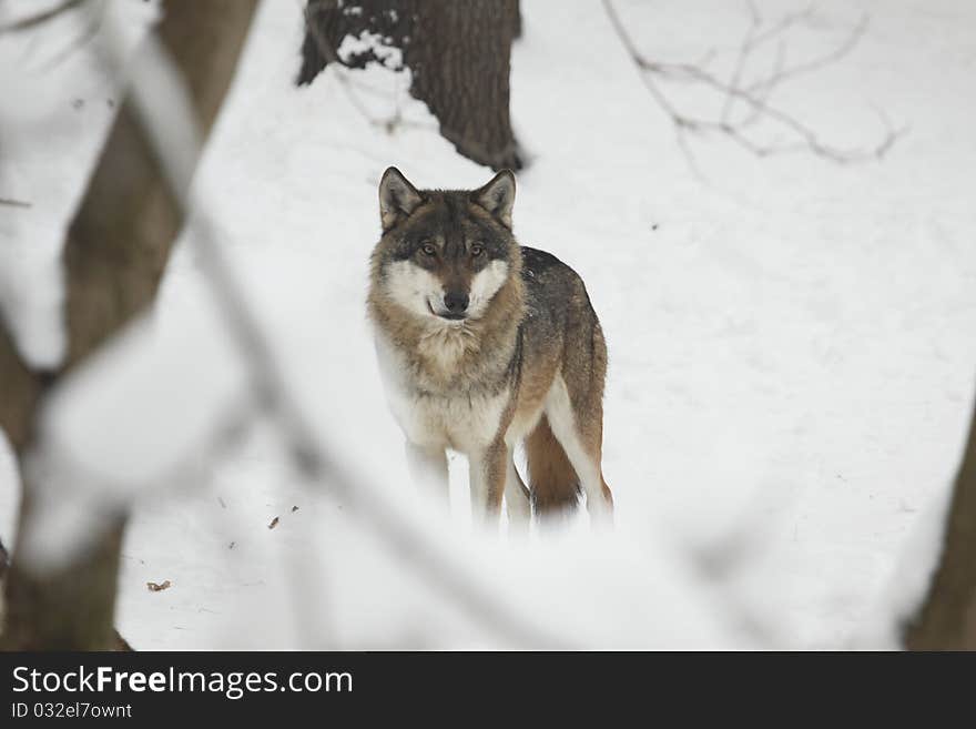 Eurasian wolf on snow