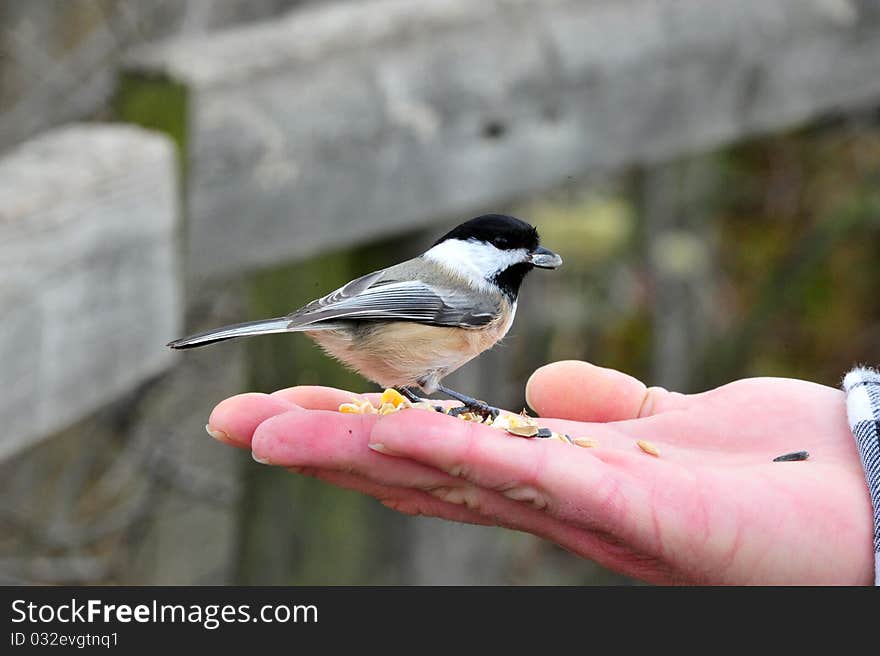 Chickadee feeding from human hand