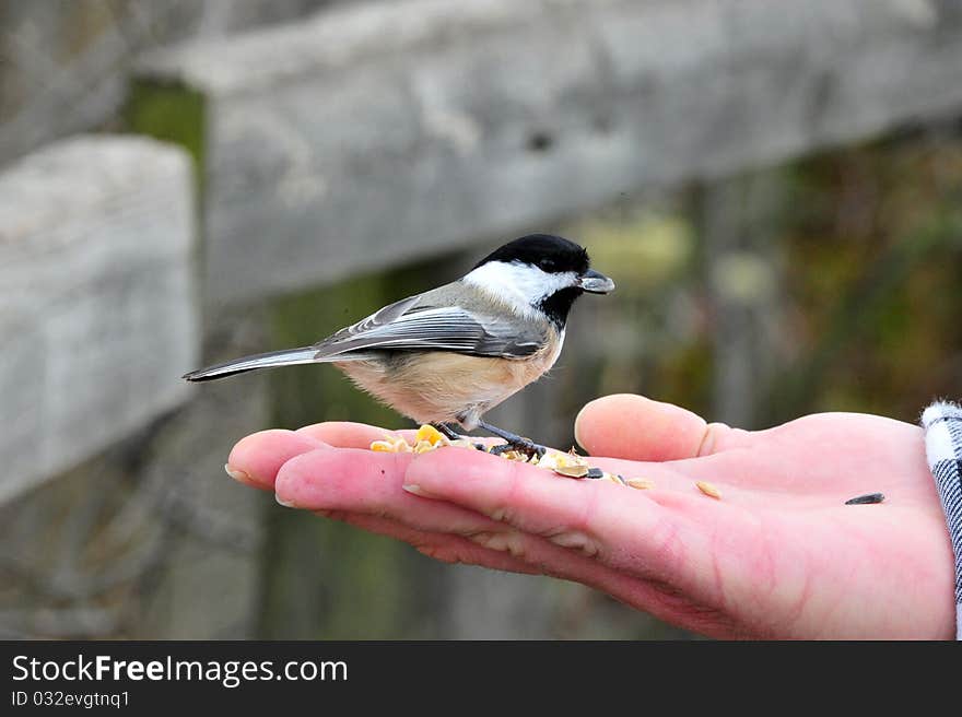 Chickadee