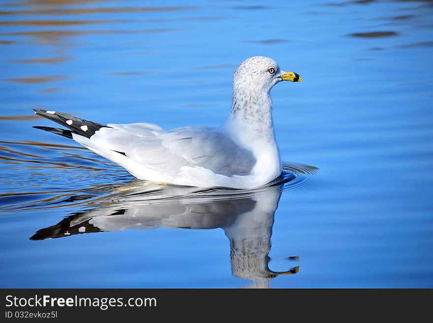 Seagull