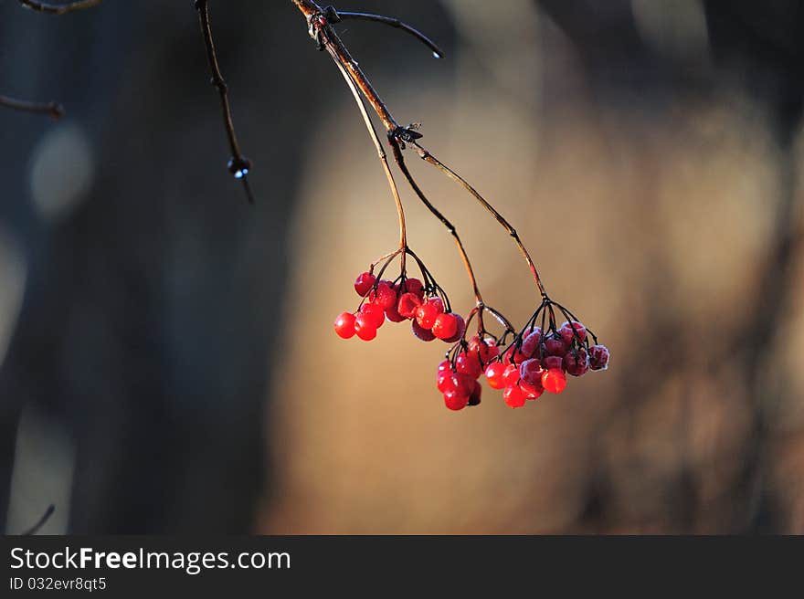 Berries