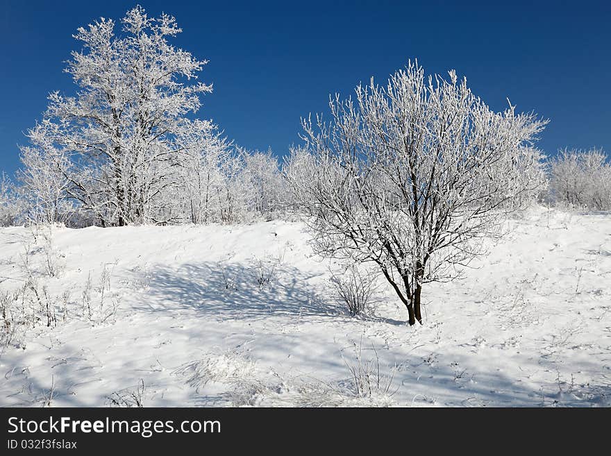 Beautiful Frozen Trees