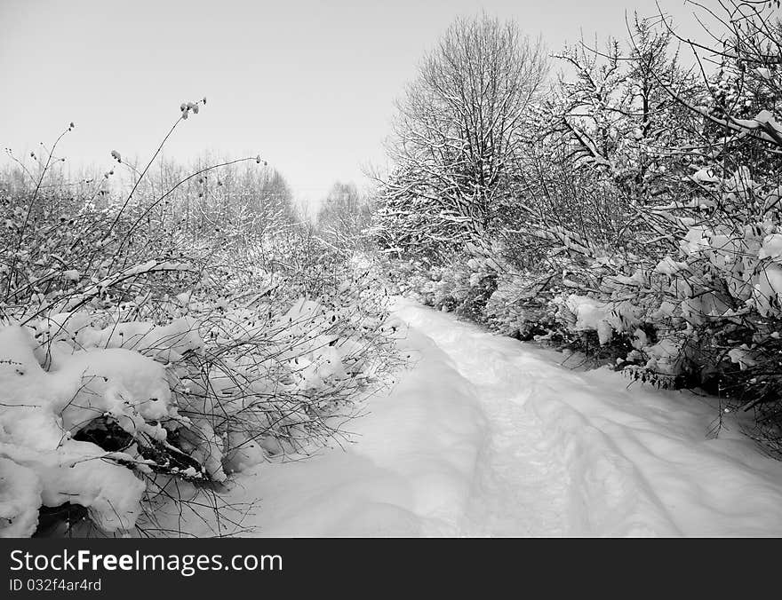 Trees covered in frost by a frozen track. Trees covered in frost by a frozen track