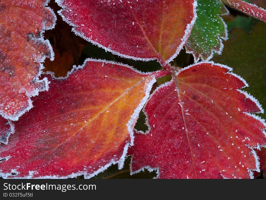 An early autumn frost lightly sugars red and green strawberry leaves. An early autumn frost lightly sugars red and green strawberry leaves