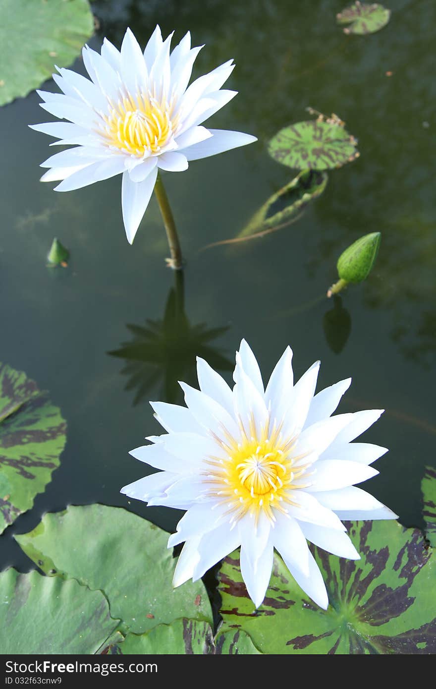 Two water lilies on the pond