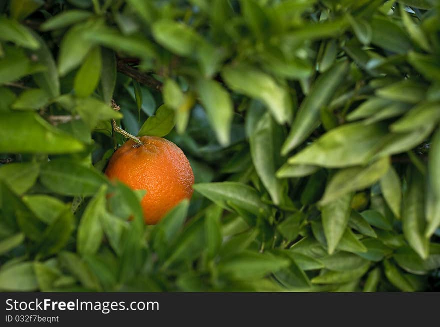 One ripe Spanish orange on the tree