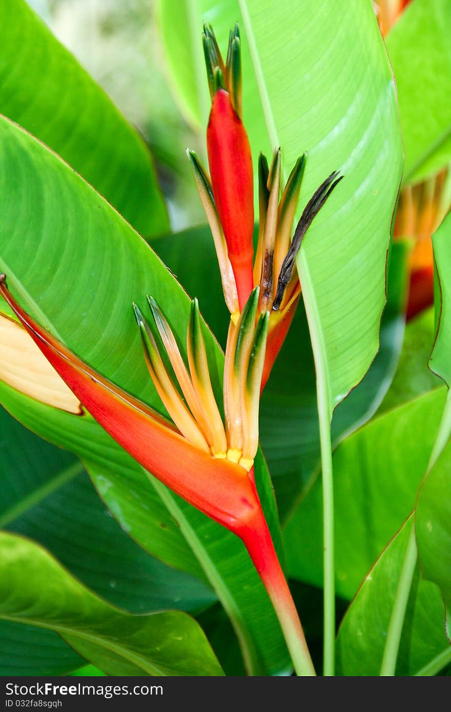 Heliconia