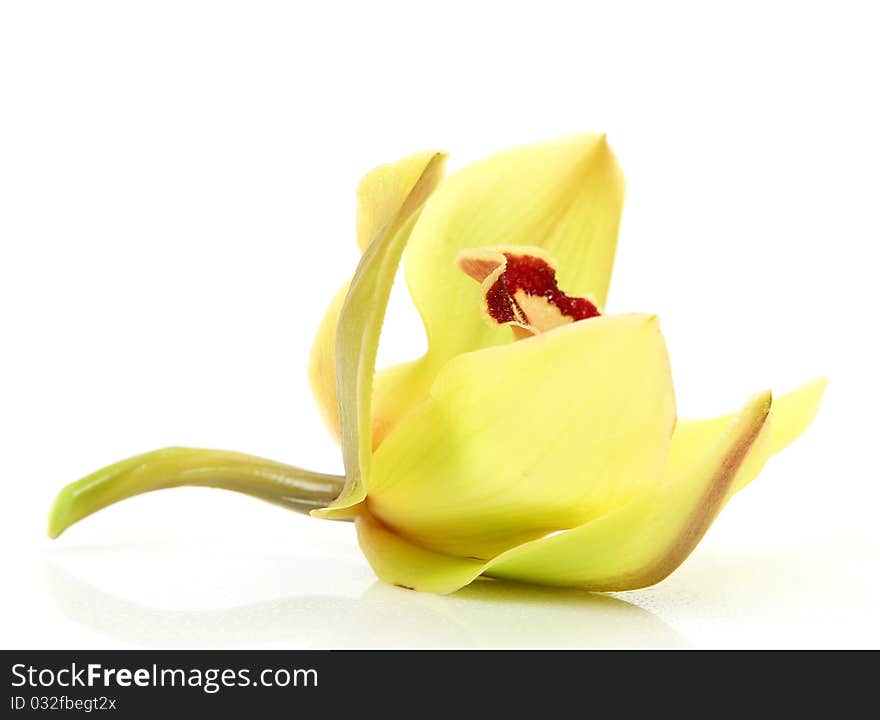 Yellow Orchid