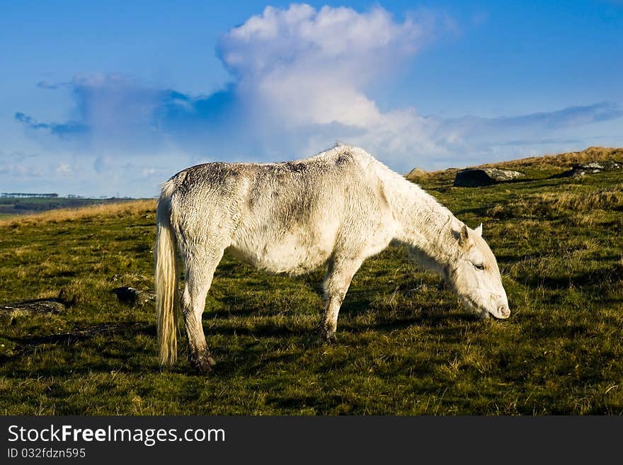 Bodmin Moor is famous for it ponies that live wild up on the Moor in Cornwall. Bodmin Moor is famous for it ponies that live wild up on the Moor in Cornwall