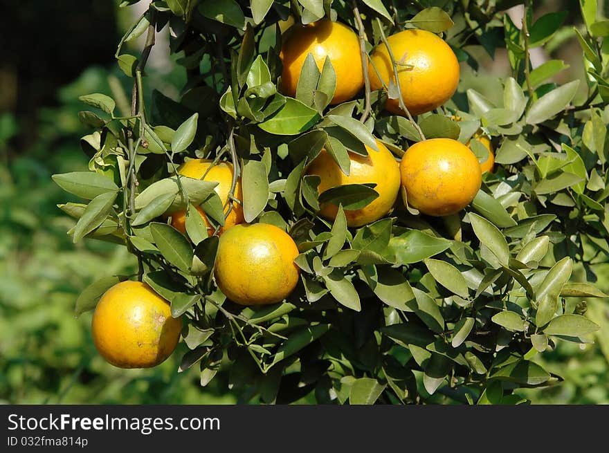 Orange trees with fruits on plantation