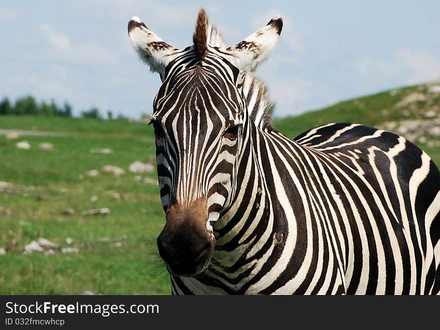 Zebra on the African safari