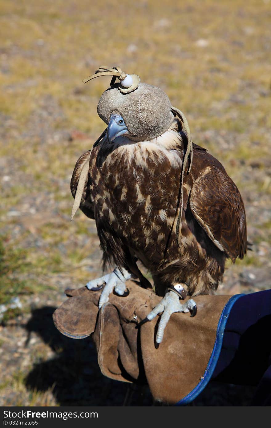 The young Golden eagle summer