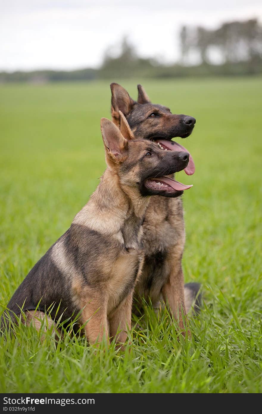 Two German shepherds