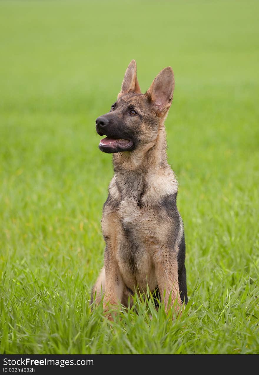 German shepherd`s puppy