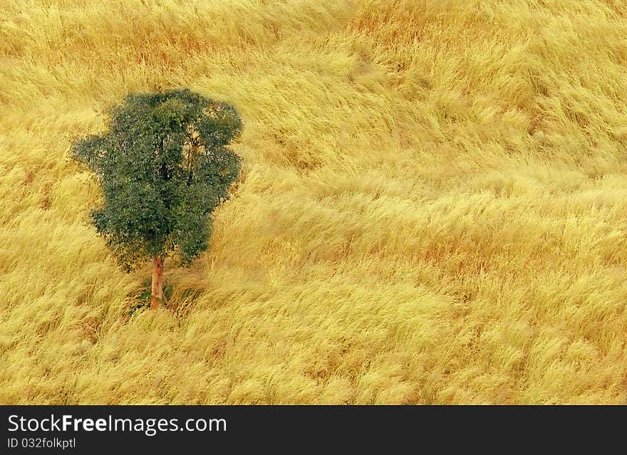 Golden color fields and meadows with tree