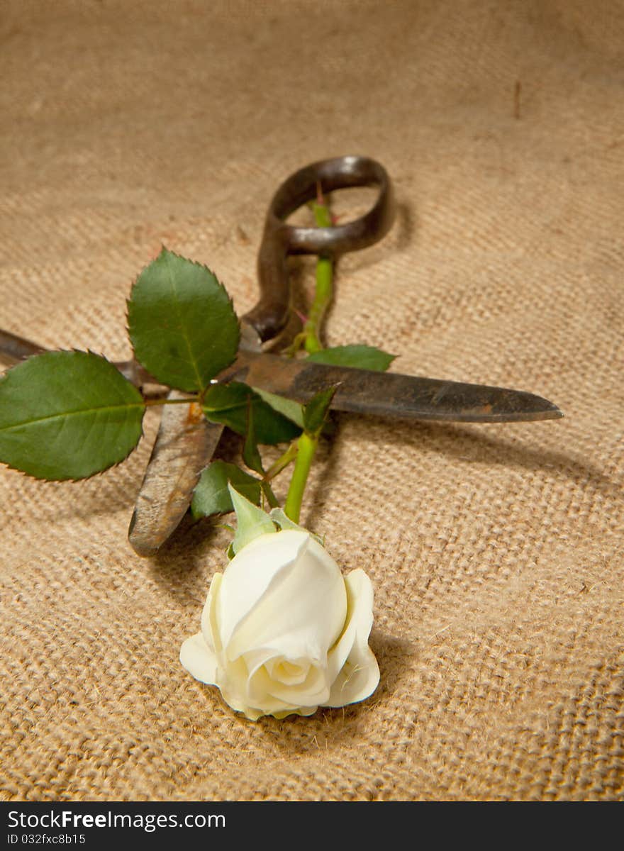 Old scissors and white rose on the jute. Old scissors and white rose on the jute