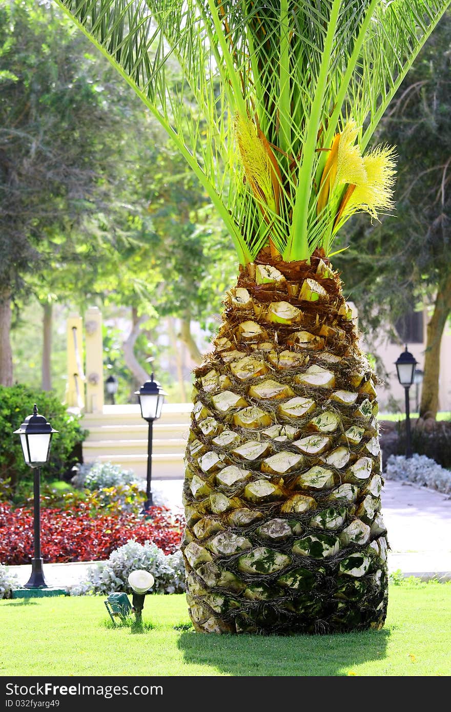 Palm Tree like big pineapple in tropical garden