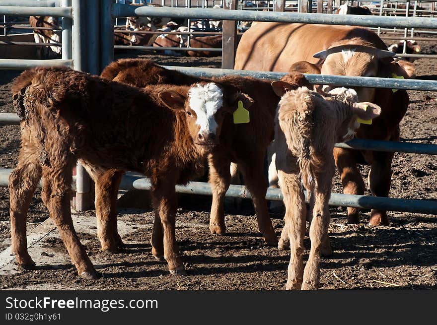 Brown-white cows and calves .