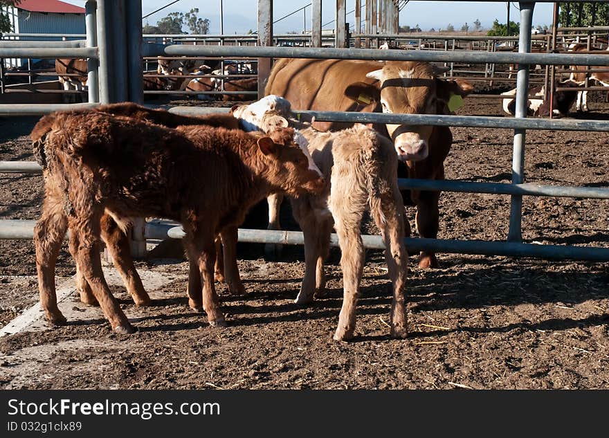 Israeli kibbutz cow and calves in the barn. Israeli kibbutz cow and calves in the barn.