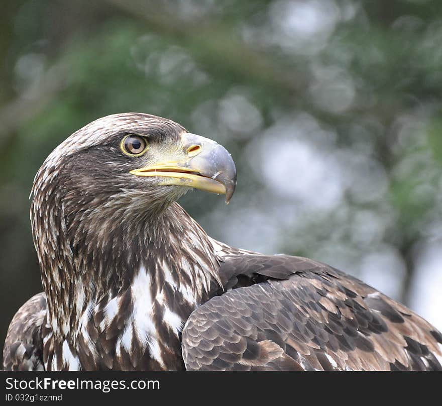 Brown Eagle