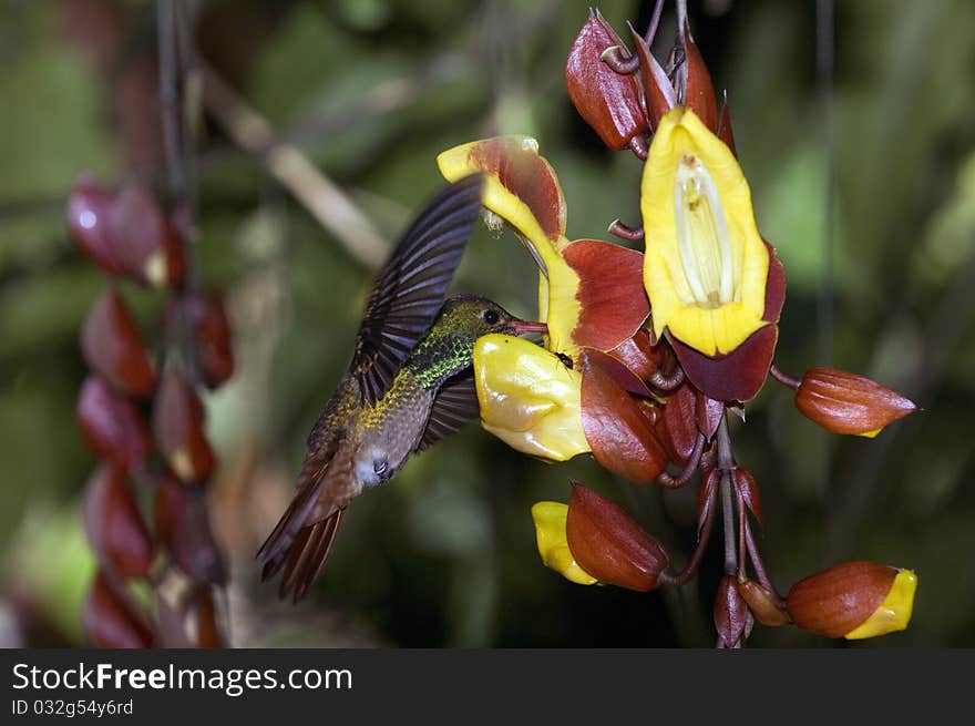 A hummingbird (colibri) close to beautiful flowers in south america