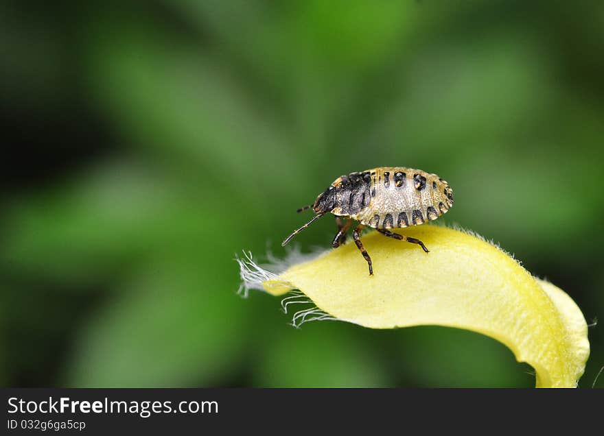 Pentatoma rufipes larva and yellow flower