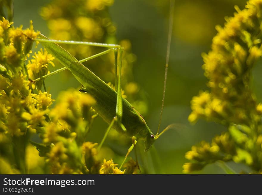 Phaneroptera falcata