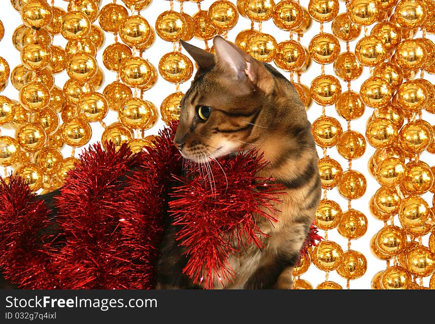 Bengal cat on the background of Christmas decorations