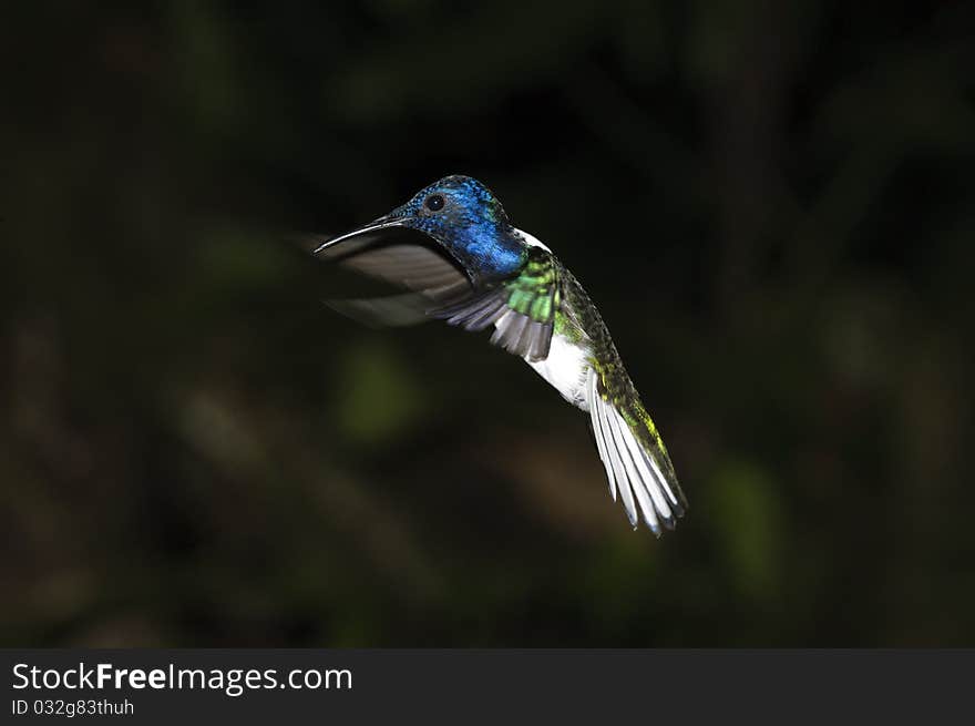 A hummingbird (colibri) close to beautiful flowers in south america