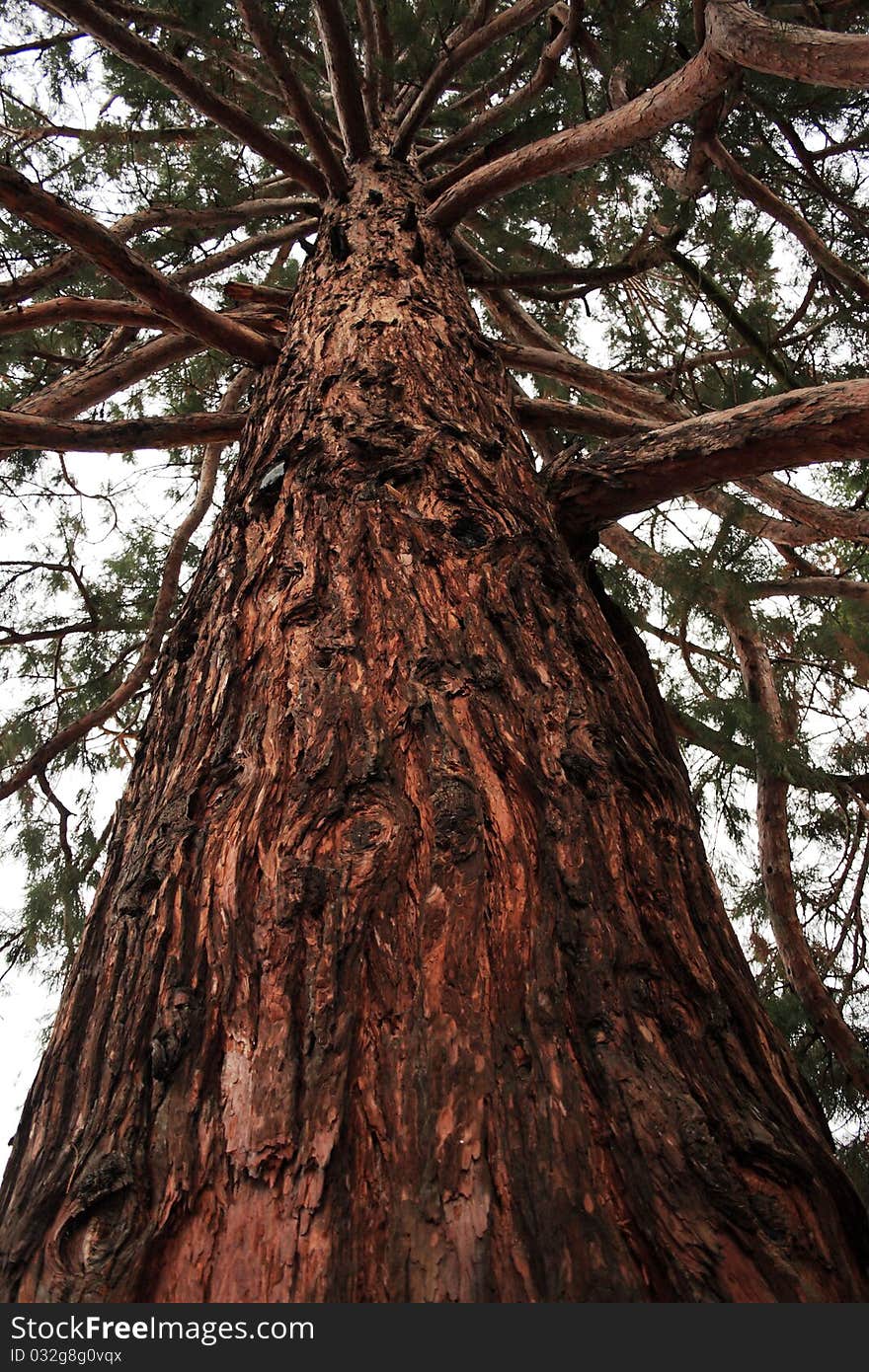 Sequoia trunk