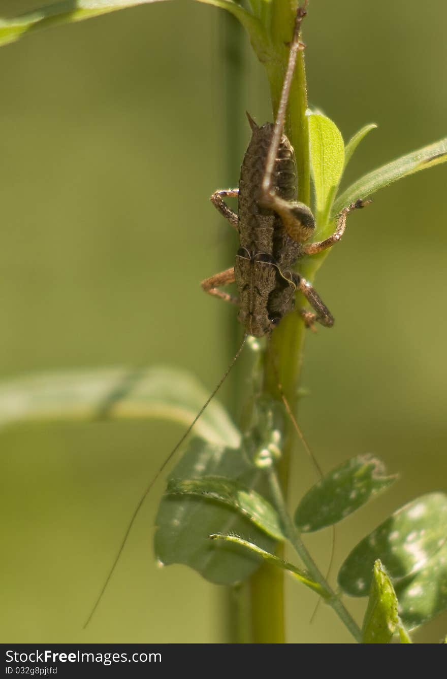 Pholidoptera in the meadow grasshopper