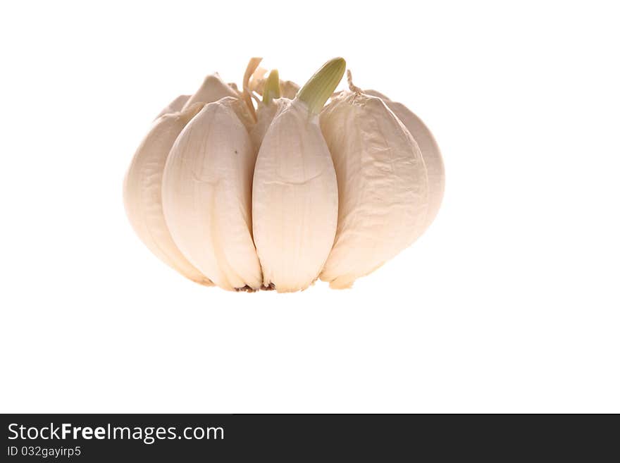 A garlic bulb segments isolated over white with sprout