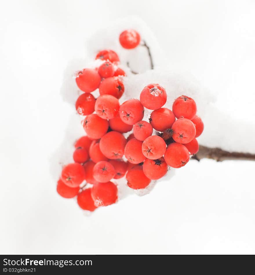 Rowan-berry in snow on white background - close-up shot - shallow DOF. Rowan-berry in snow on white background - close-up shot - shallow DOF