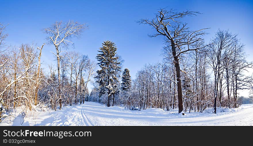 Winter Landscape